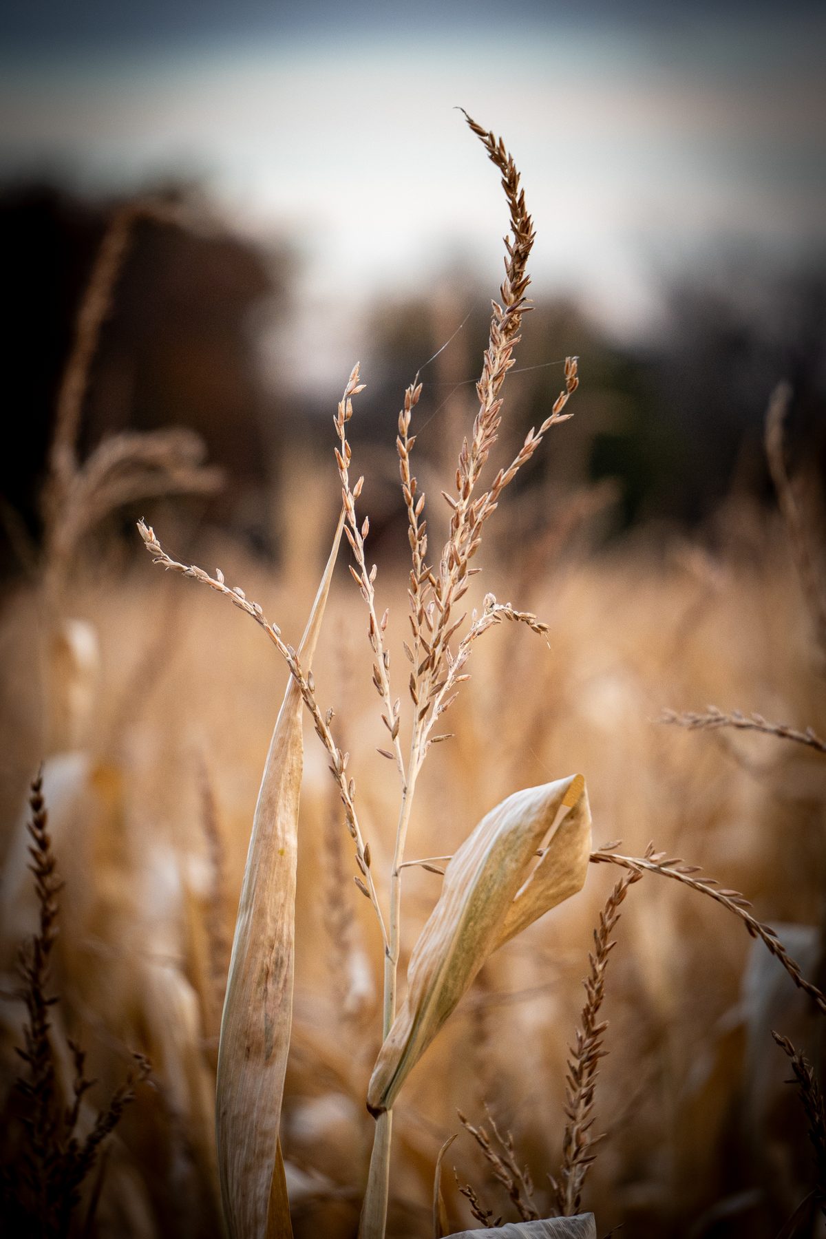 Close detail of grasses in warm light