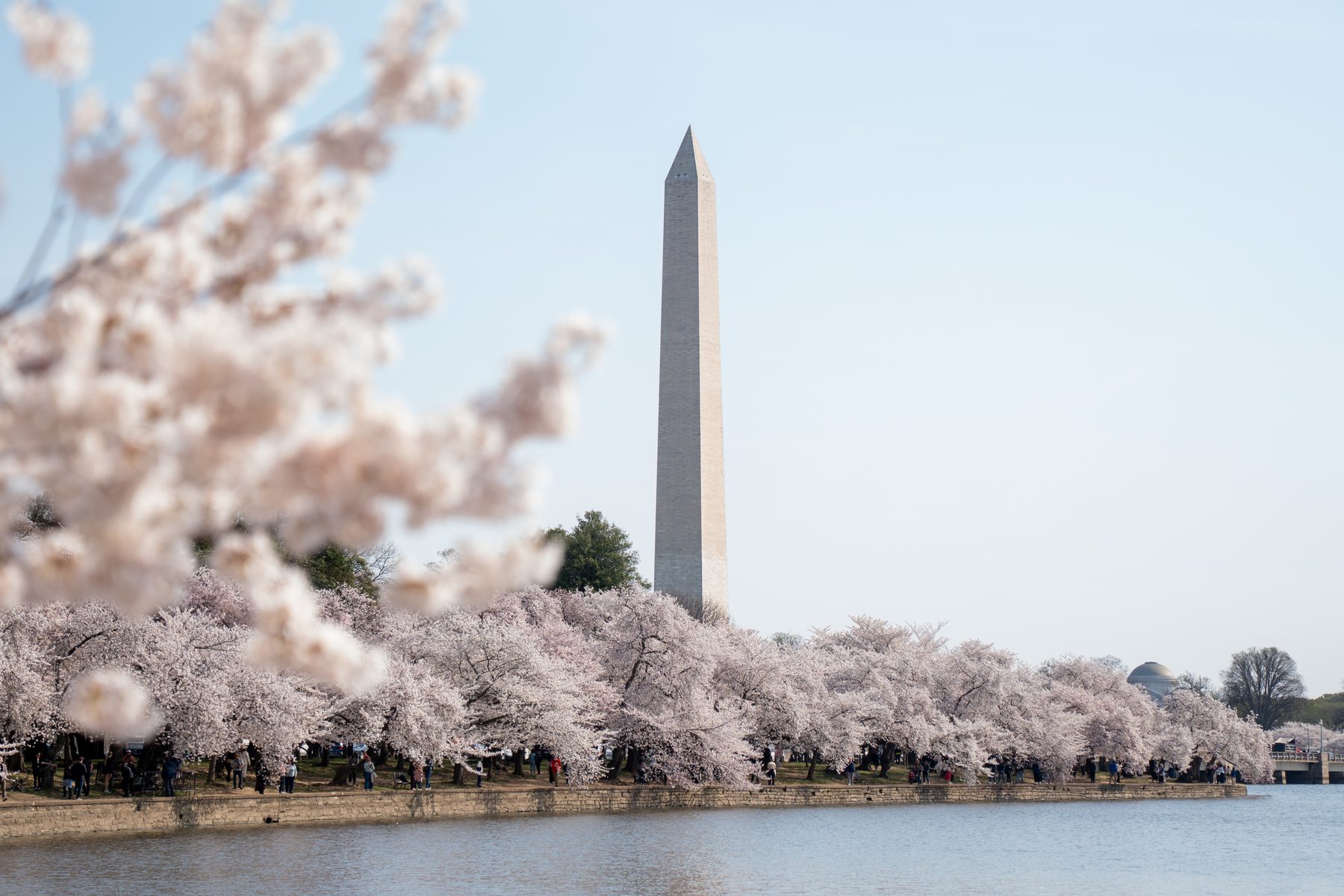 Washington Monument framed by cherry blossoms